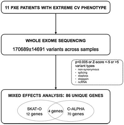 Rare Modifier Variants Alter the Severity of Cardiovascular Disease in Pseudoxanthoma Elasticum: Identification of Novel Candidate Modifier Genes and Disease Pathways Through Mixture of Effects Analysis